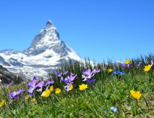 A Comprehensive Overview of the Swiss Pension System